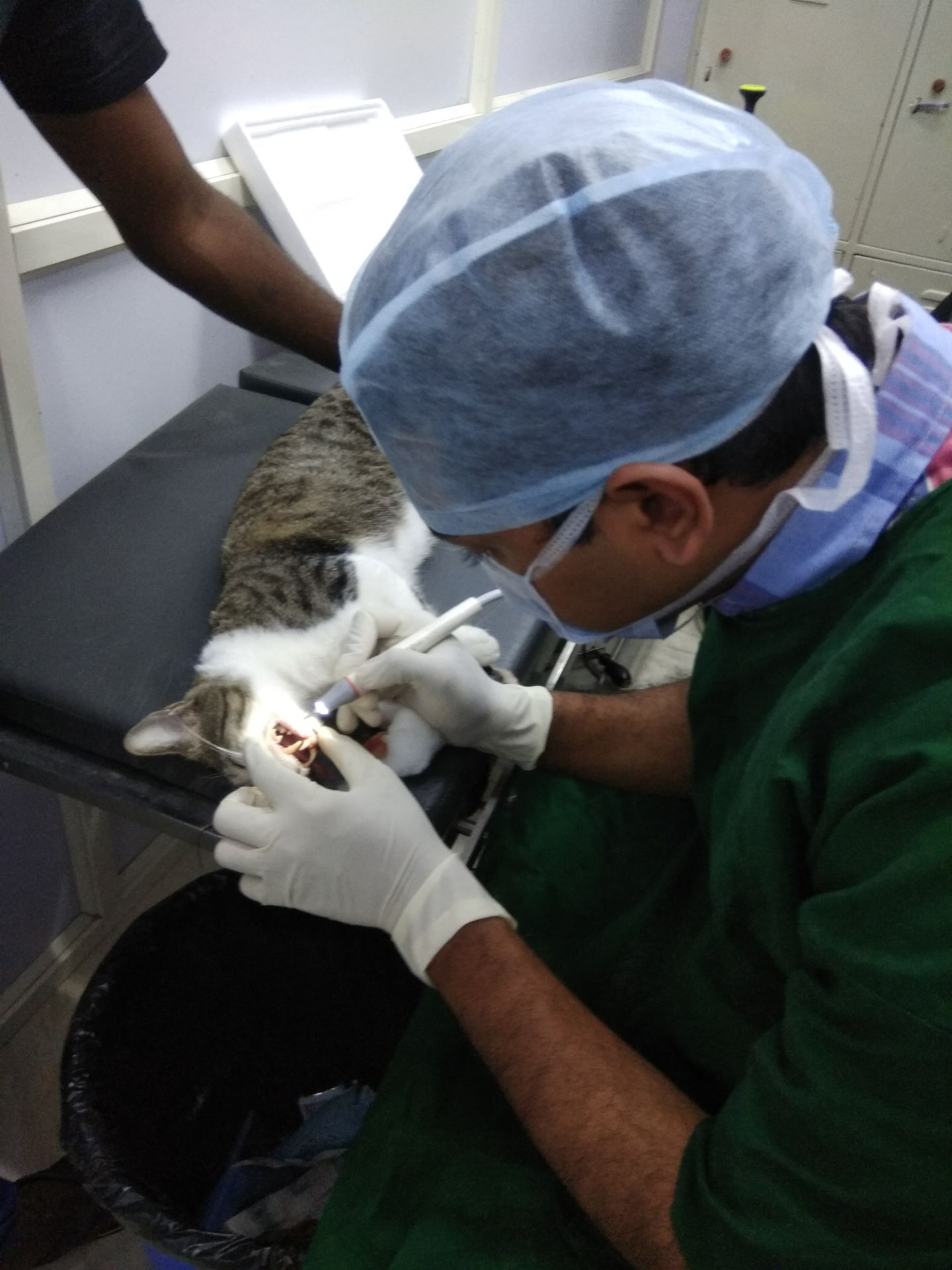 Top 137+ Cupa animal care clinic bangalore