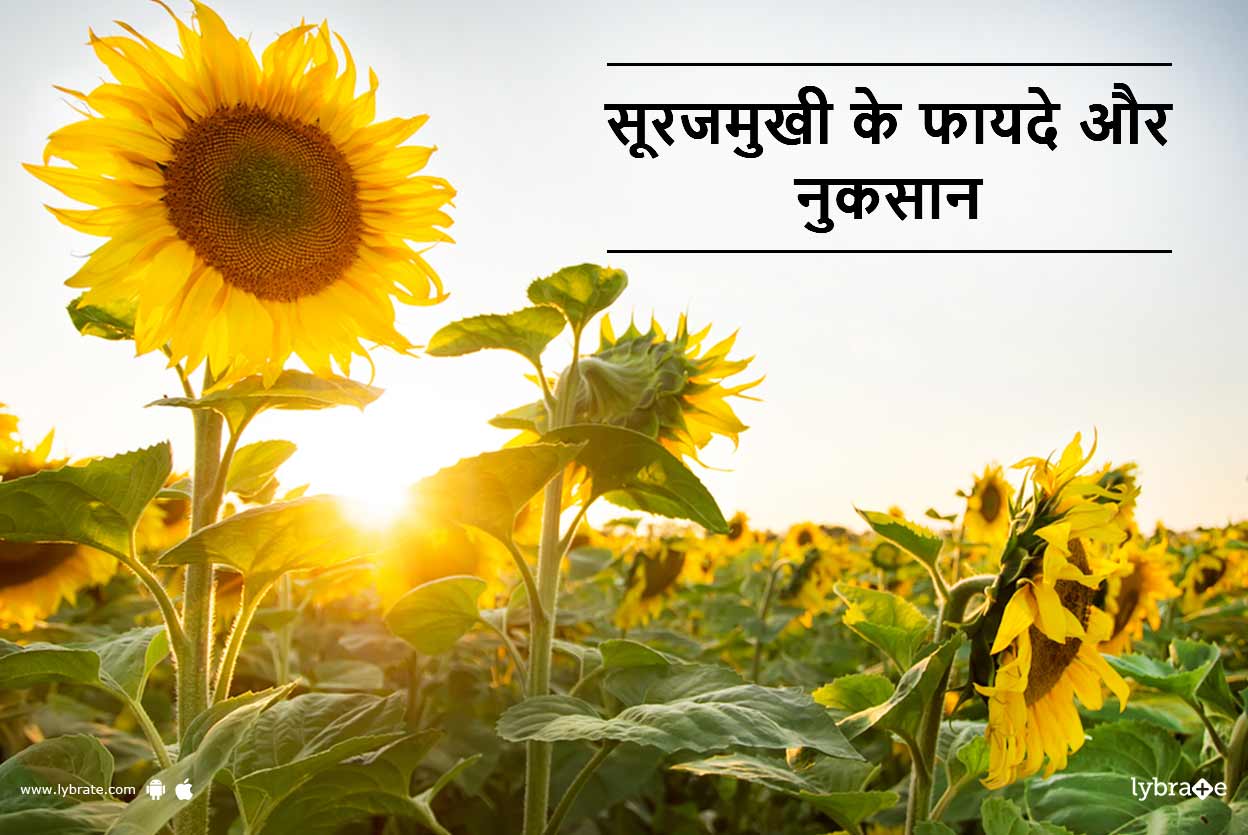 Sunflower (Surajmukhi) Benefits and Side Effects in Hindi सूरजमुखी के फायदे और नुकसान Lybrate