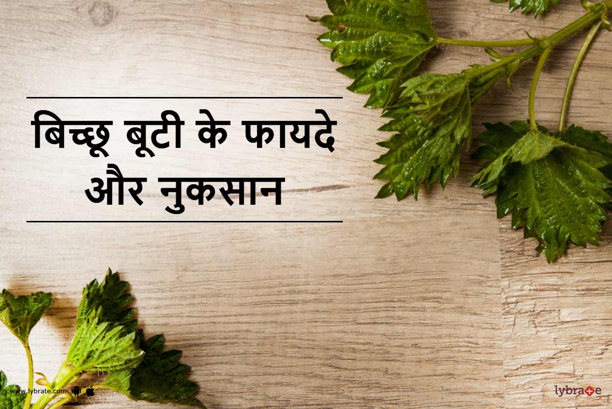 Nettle Leaf (Bichu Buti) Benefits and Side Effects in Hindi बिच्छू