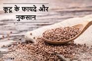 Buckwheat Kuttu Benefits And Side Effects In Hindi 