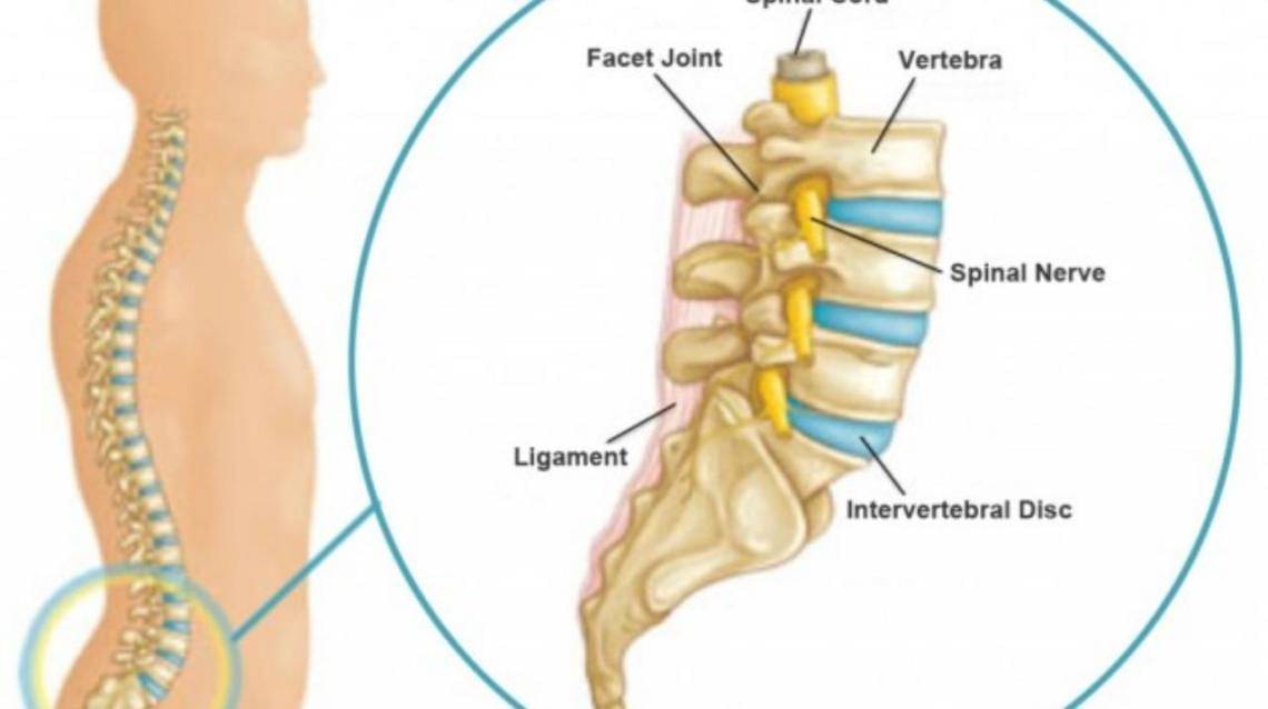 lumbar spine