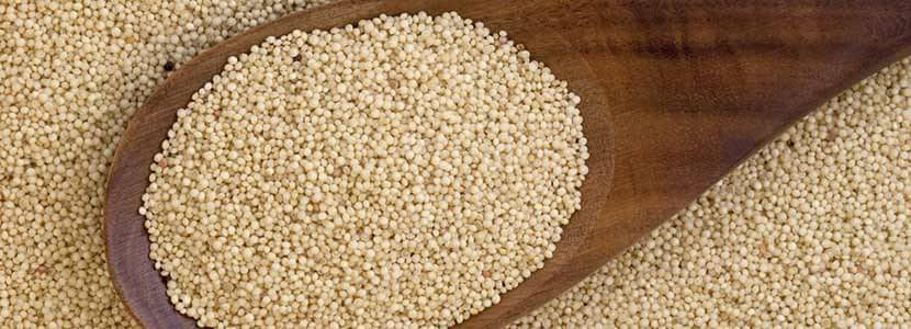 can dogs eat amaranth seeds