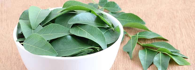 Benefits of Curry Leaves And Its Side Effects | Lybrate