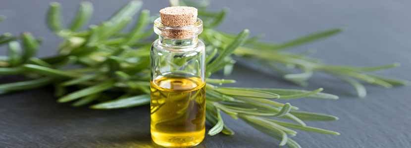 Rosemary Oil Benefits And Its Side Effects | Lybrate