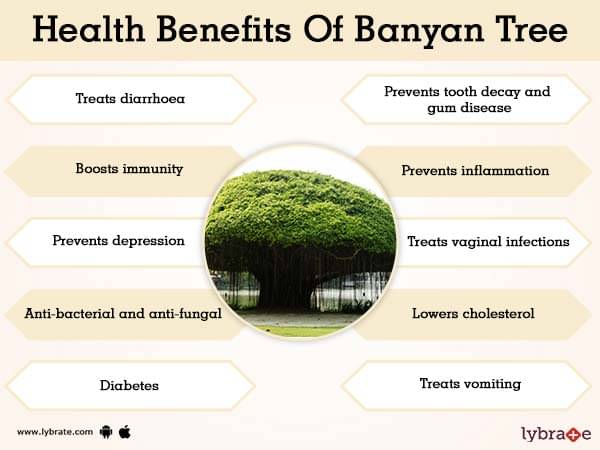 Leaves Of The Banyan Tree Summary