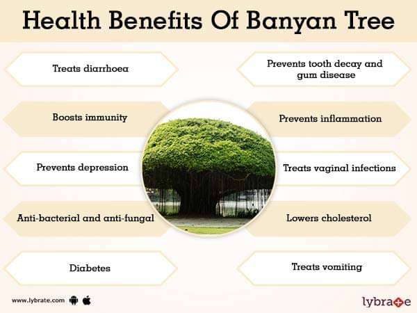 banyan-tree-benefits-lybrate