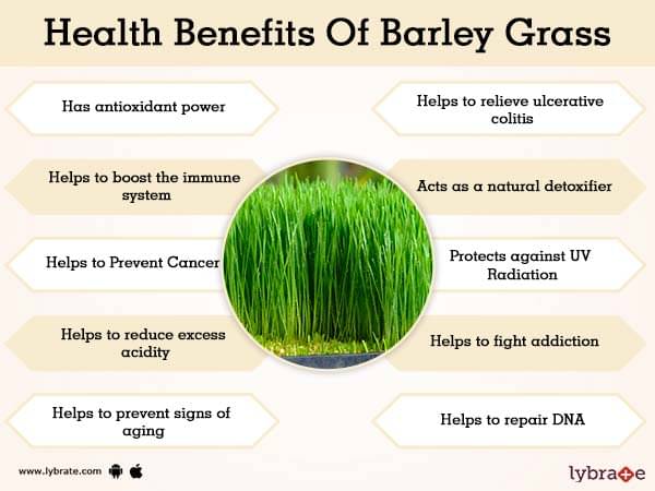 benefits-of-barley-grass-and-its-side-effects-lybrate