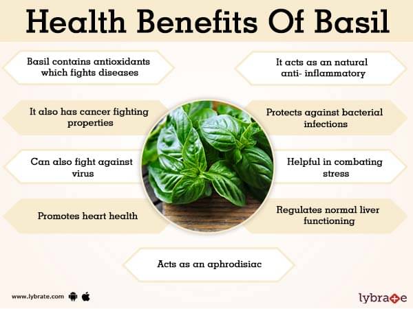 A Touch of Basil: History, Uses, and Benefits - PlantHD