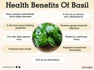 Basil Benefits And Its Side Effects Lybrate