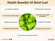  Betel Leaf Benefits And Its Its Side Effects Lybrate