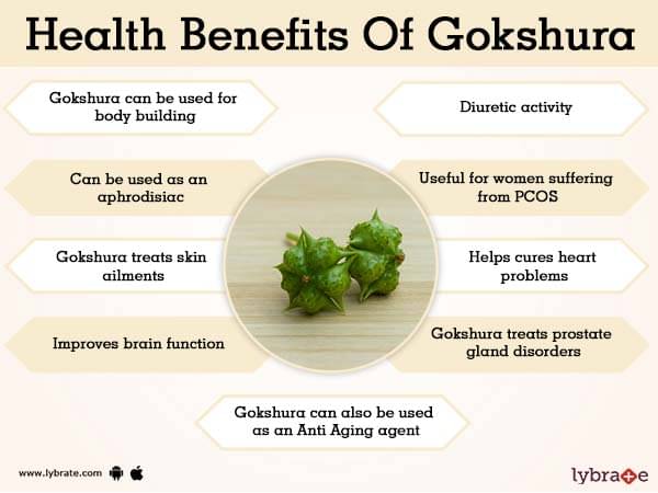 Gokshura Benefits, Uses And Its Side Effects  Lybrate
