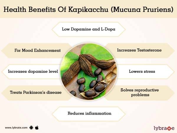 Kapikacchu (Mucuna Pruriens) Benefits And Its Side Effects | Lybrate