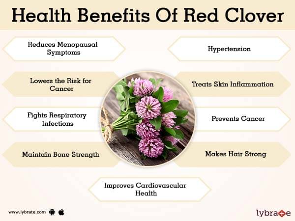 Benefits of Red Clover And Its Side Effects  Lybrate