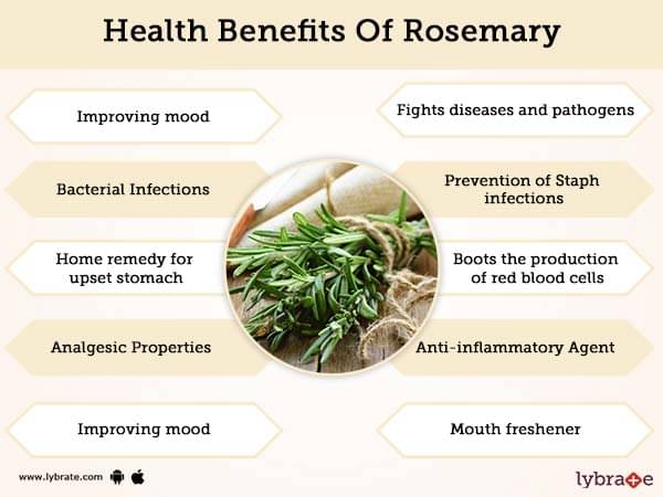Rosemary Benefits And Its Side Effects Lybrate 3775