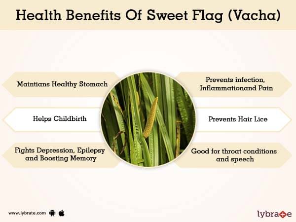 sweet-flag-vacha-benefits-and-its-side-effects-lybrate