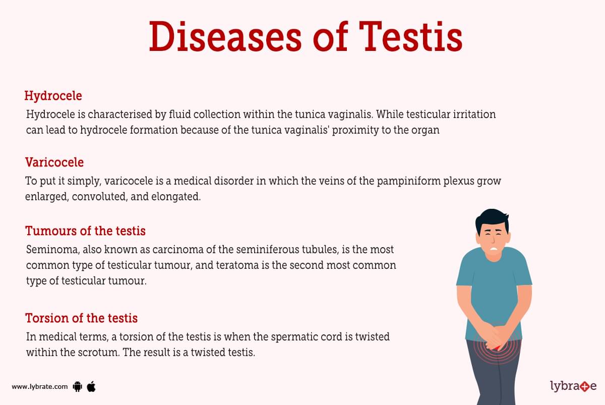 Testes: Anatomy, Function, and Associated Conditions