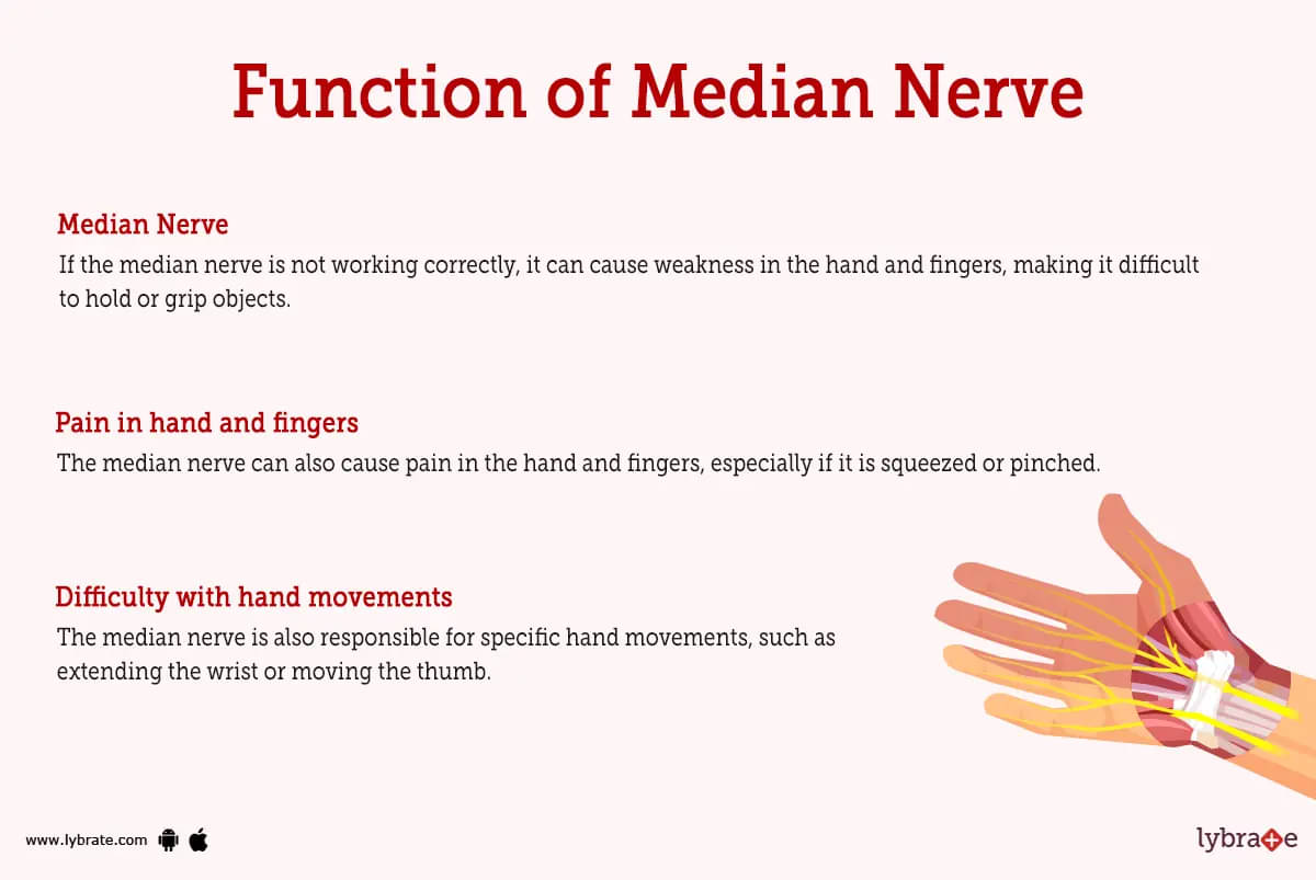 Median nerve 