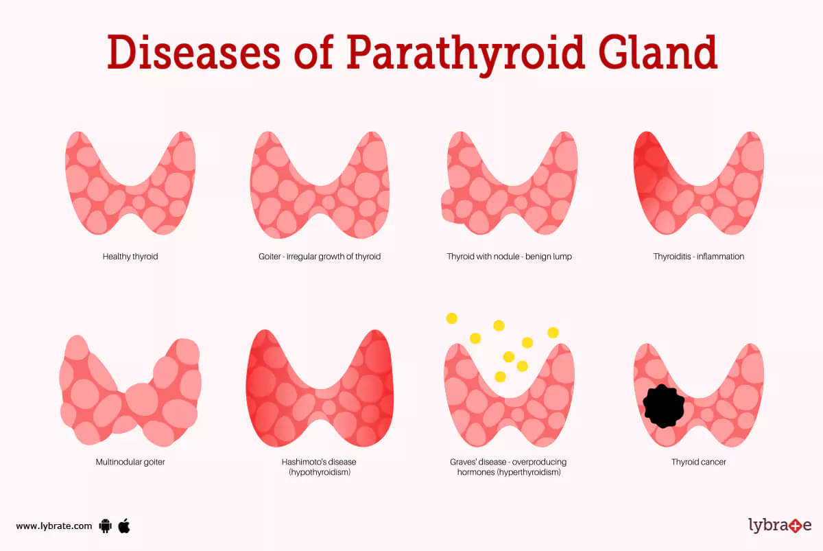 parathyroid gland anatomy
