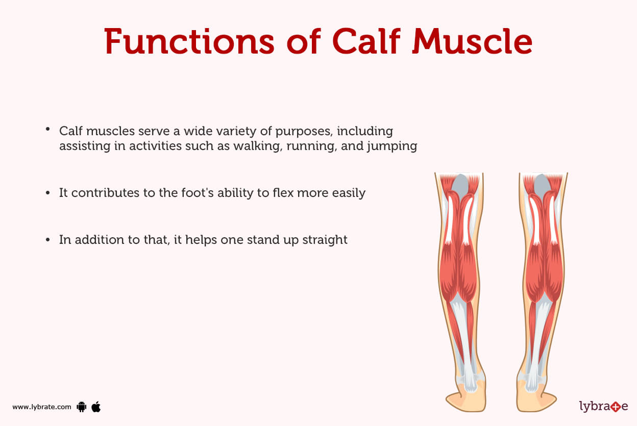 https://assets.lybrate.com/imgs/tic/enadp/function-of-calf-muscles.jpg