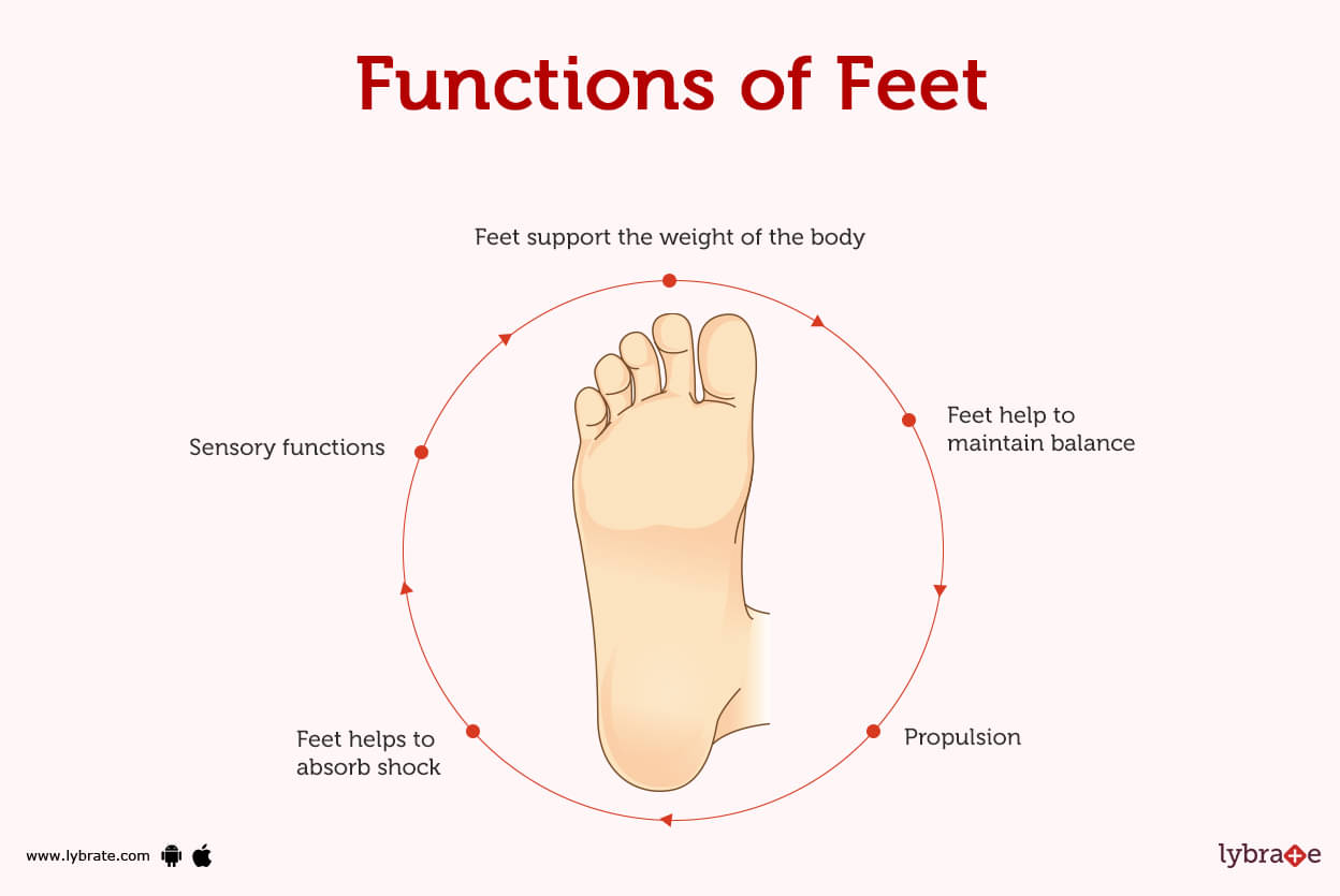 Foot Anatomy 101: An Overview of the Structure and Function of the Foot -  Palmetto State Podiatry