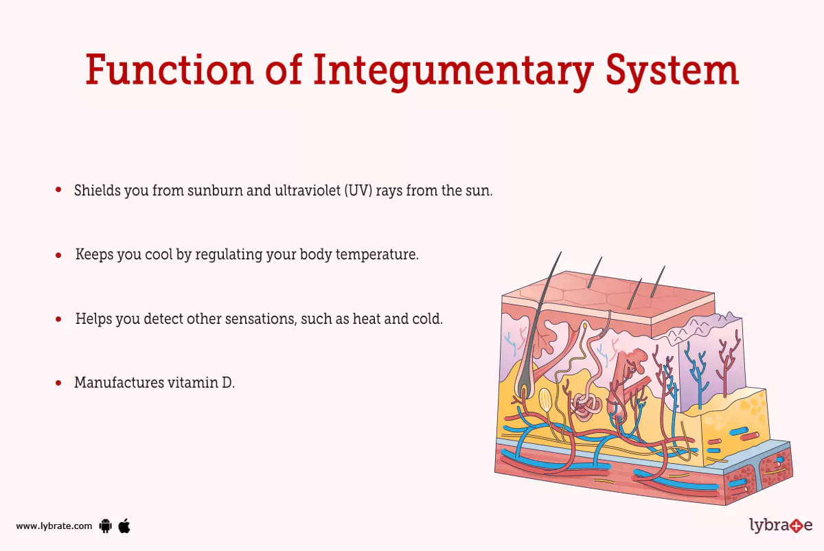 human integumentary system organs