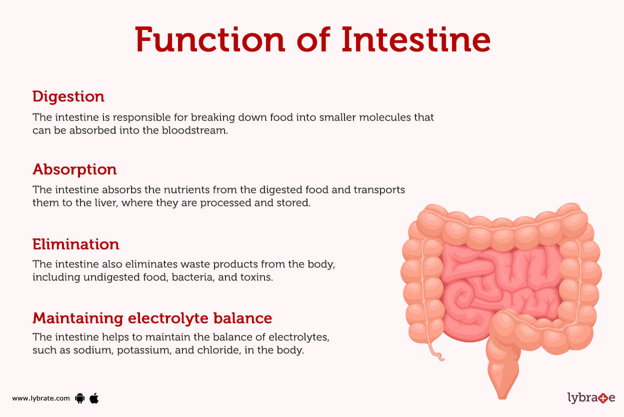large intestine and small intestine