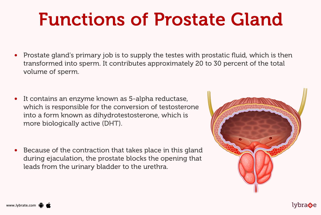 Prostate Gland Human Anatomy Picture Function Diseases Tests And