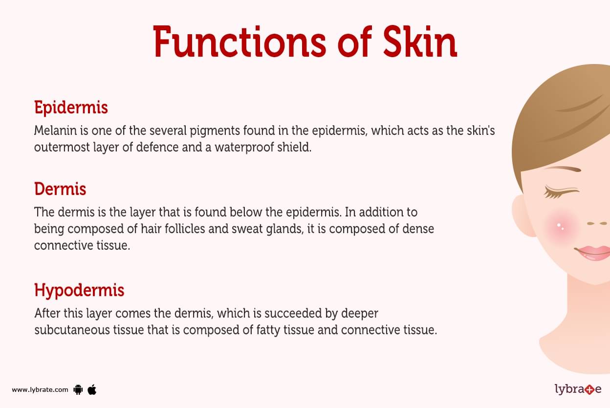 parts of the human skin and their functions