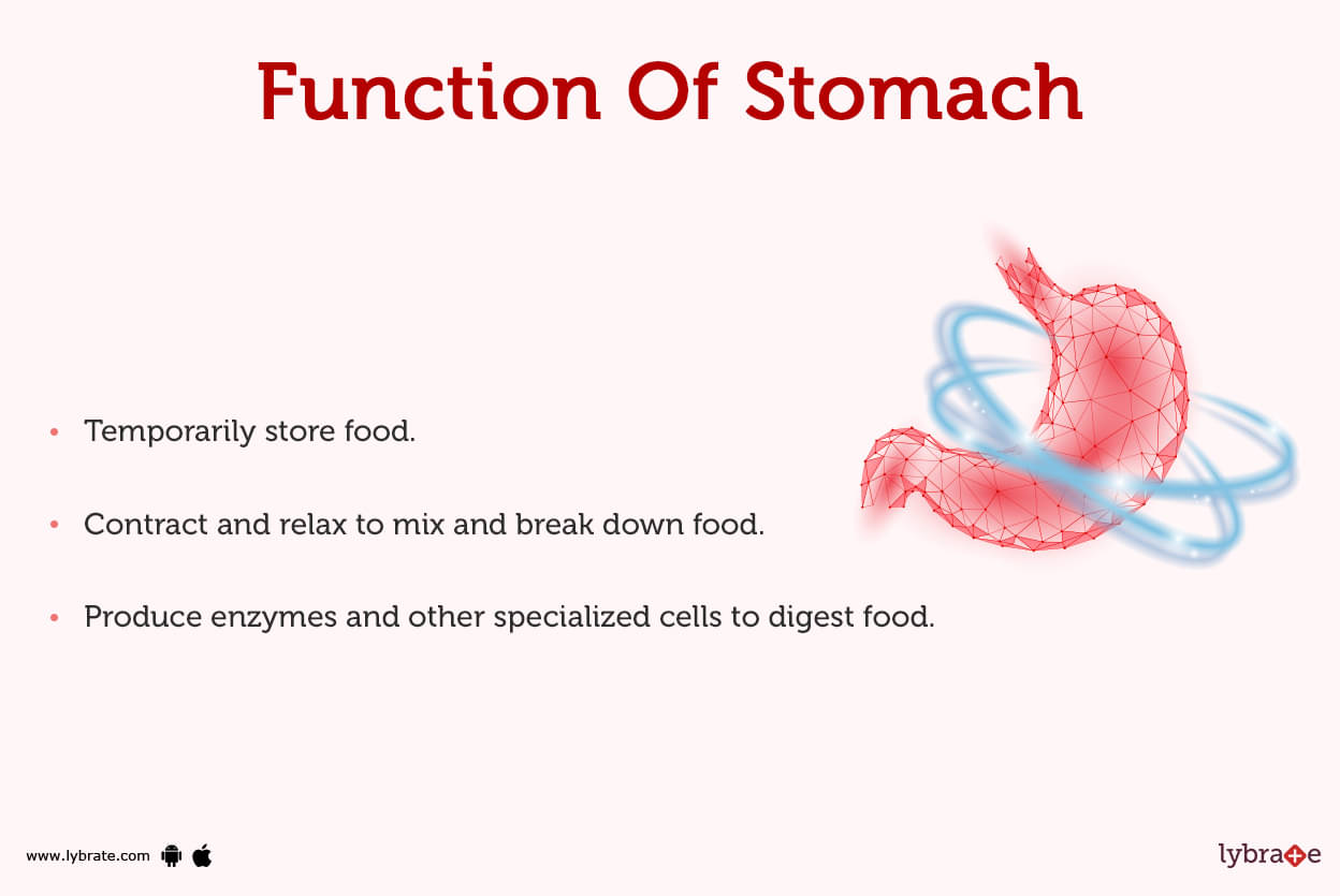 Stomach Human Anatomy Picture Function Diseases And More