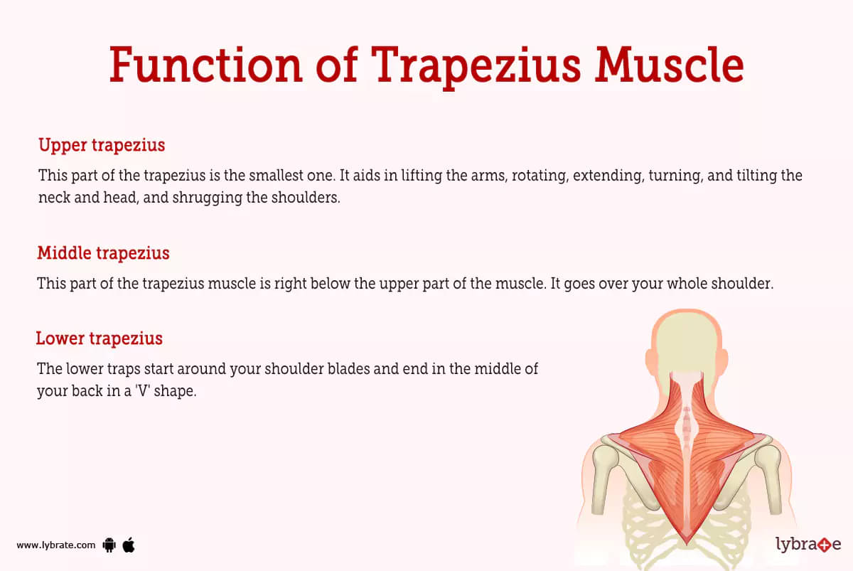 Trapezius Muscle (Human Anatomy): Image, Functions, Diseases and Treatments