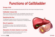 Gallbladder Structure And Function Of Digestive System 51 OFF