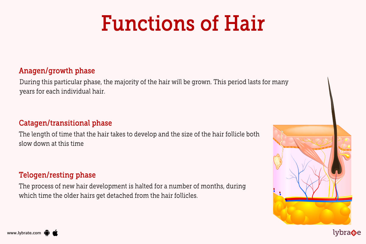 Descriptions of hair lengths and growing times