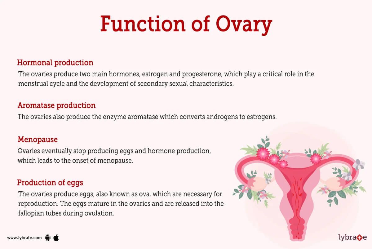 ovary egg production