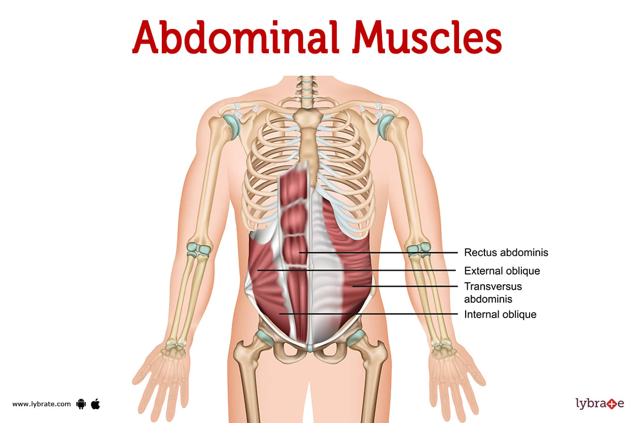 Muscles of the trunk: Anatomy, diagram, pictures