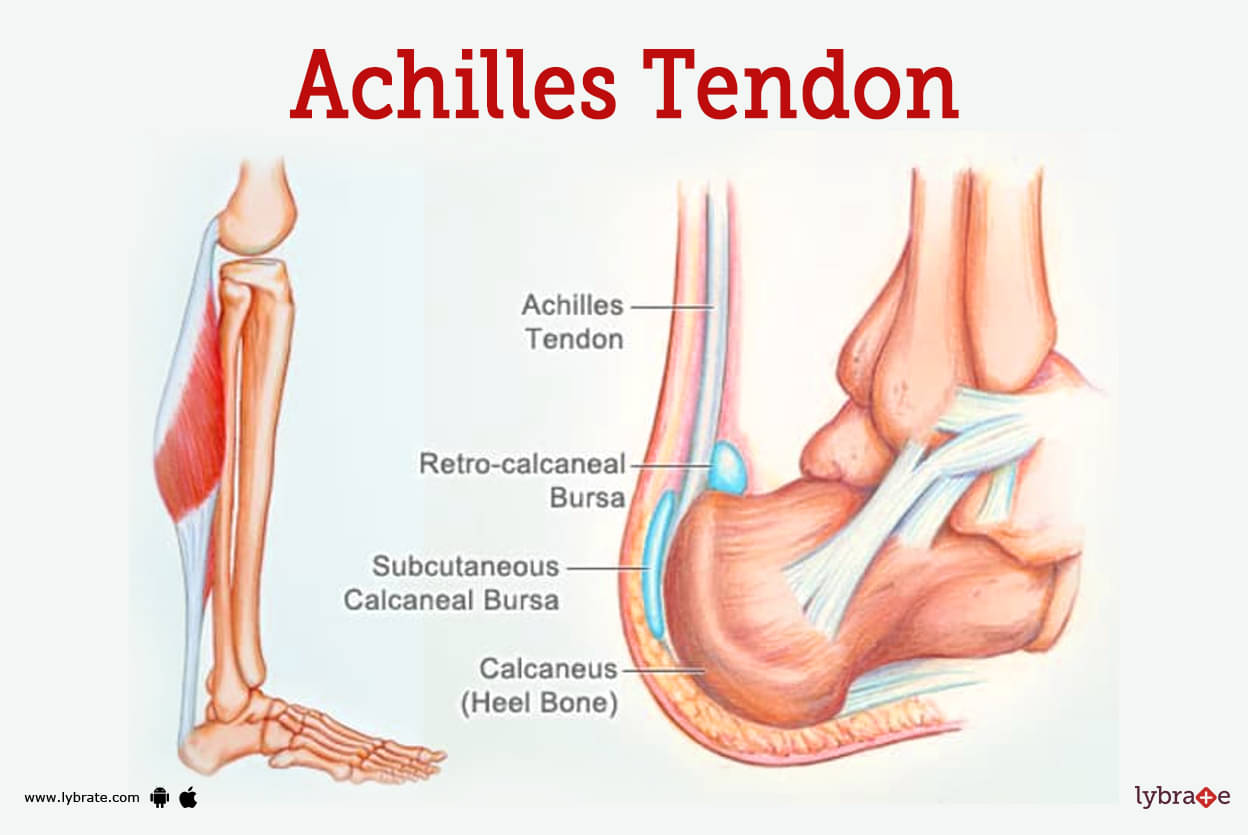 Achilles Tendon (Human Anatomy): Picture, Function, Diseases
