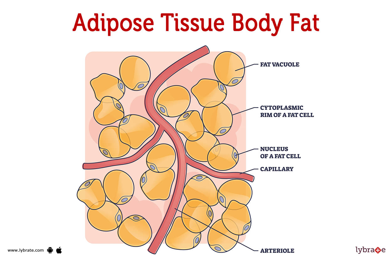 adipose tissue with adipocytes