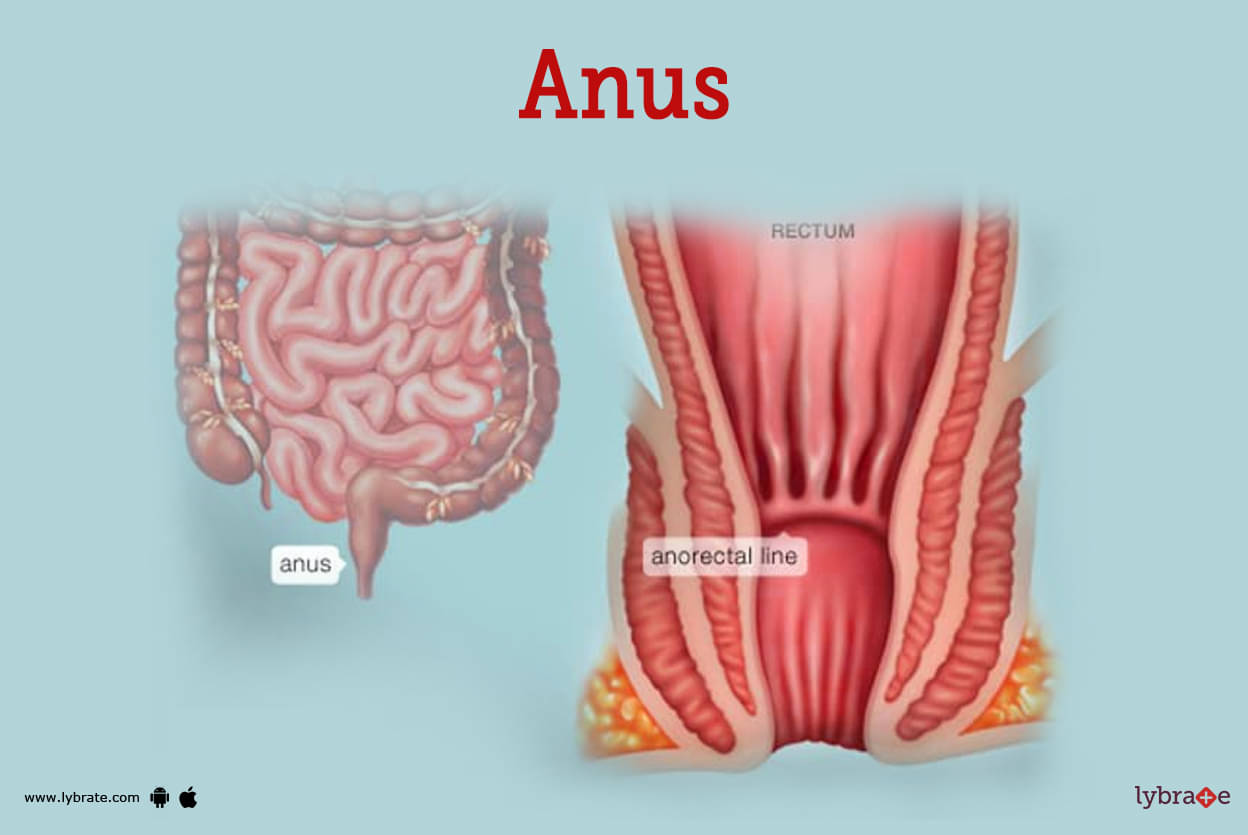 Big anus hole