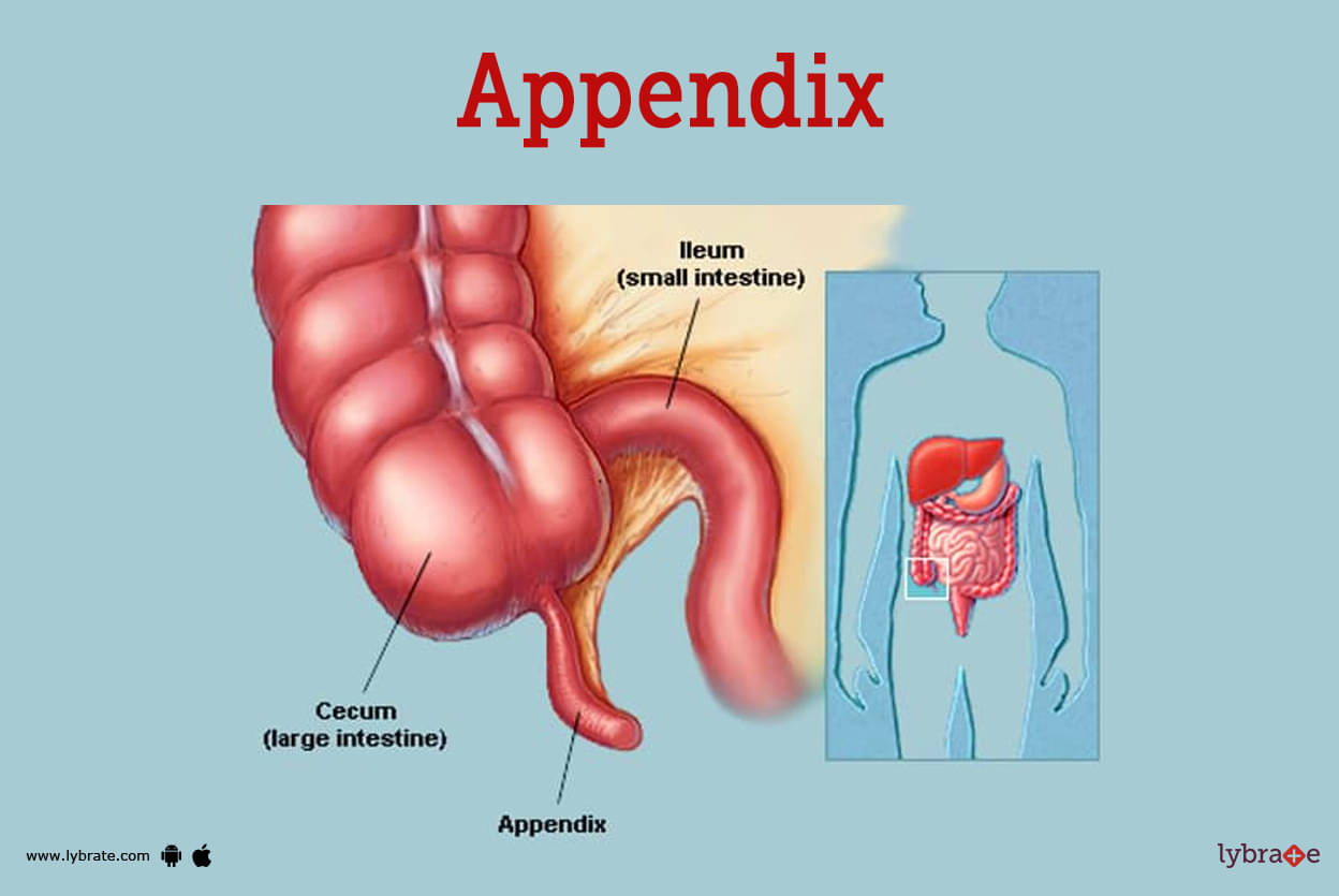 appendix diagram of human body