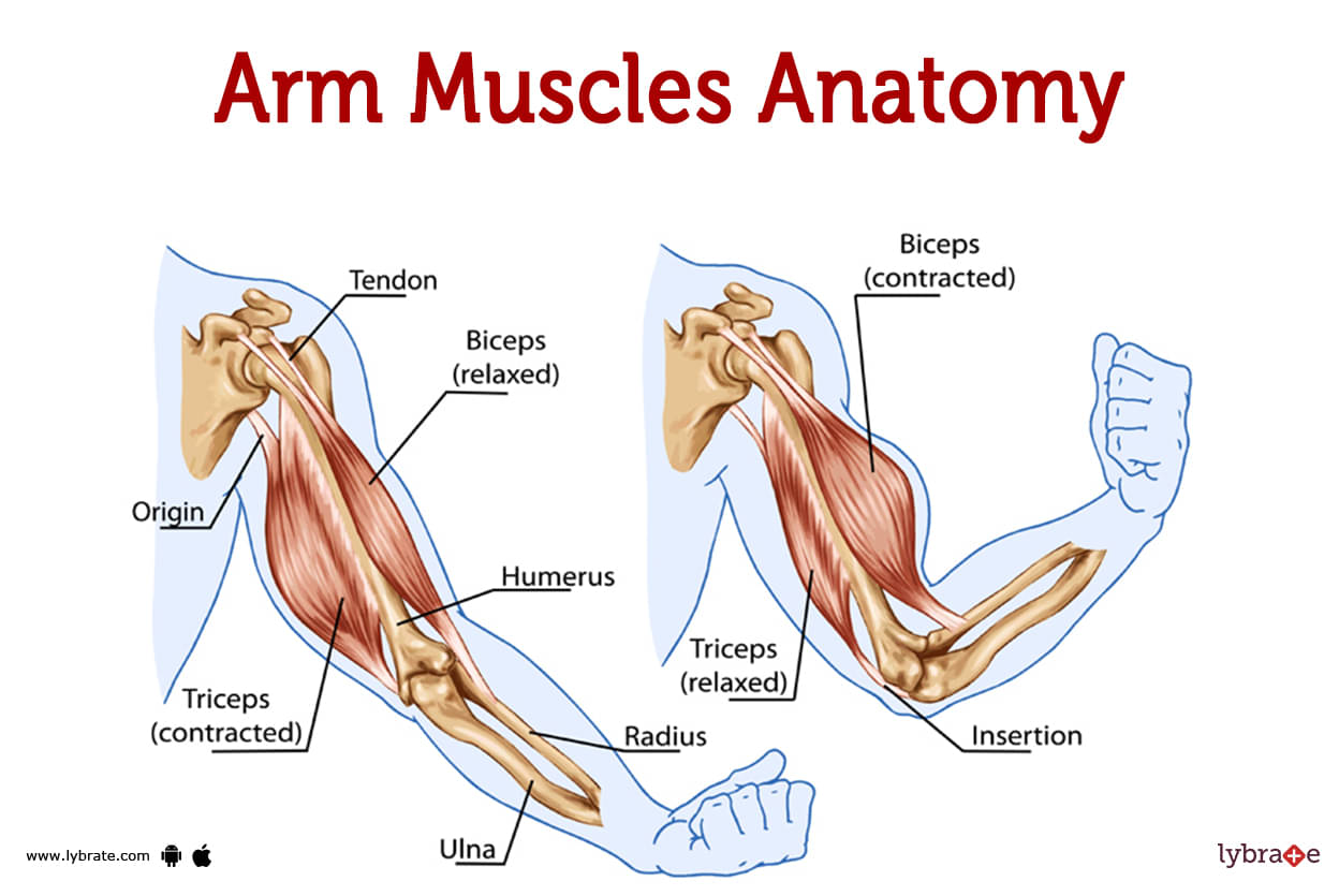 Muscles Of The Arm Laminated Anatomy Chart | medicproapp.com