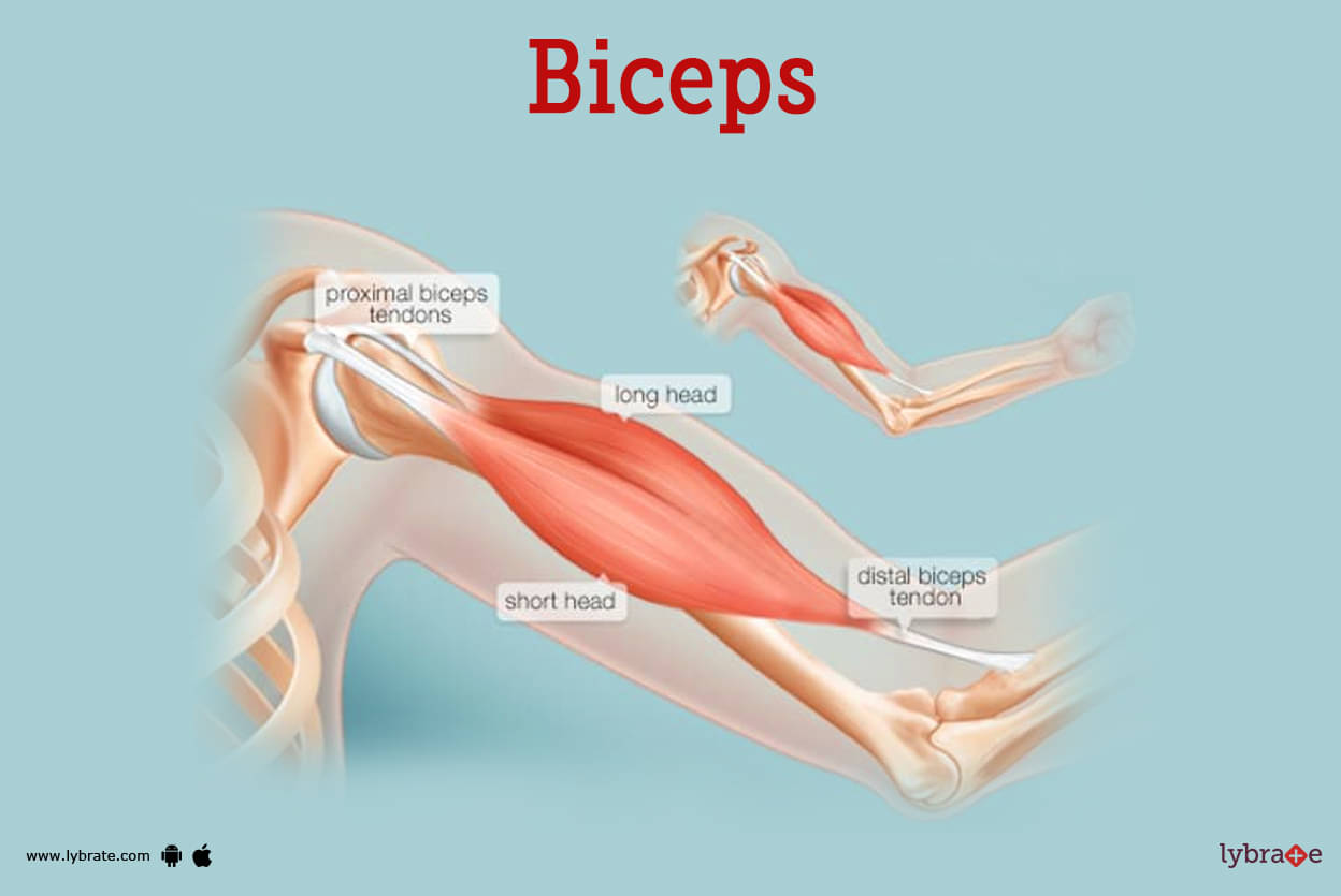 bicep muscles