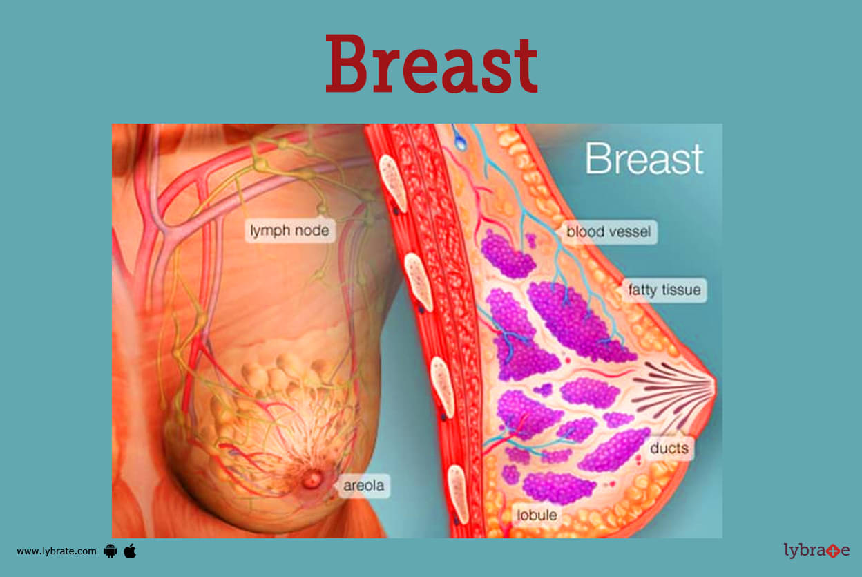 Breasts (Female Anatomy): Image, Function, Diseases, Treatments