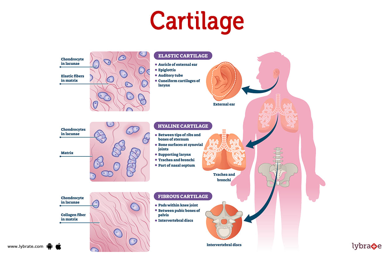hyaline cartilage tissue 400x