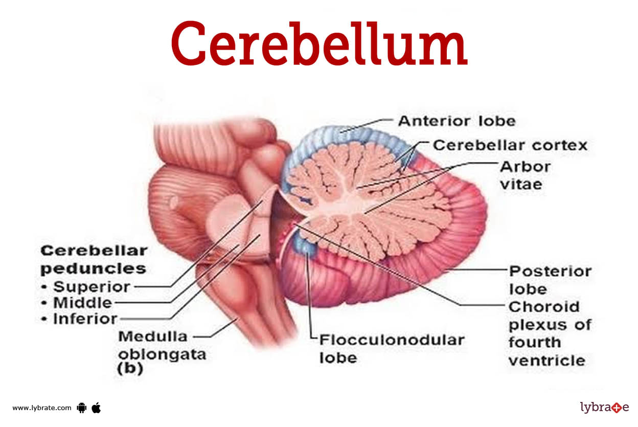 cerebellum function tests