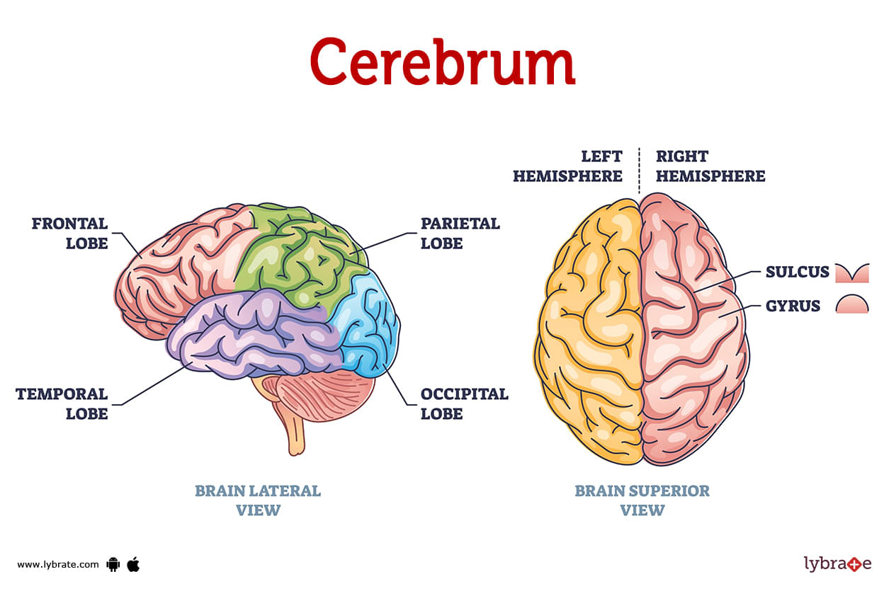 Cerebrum (Human Anatomy): Image, Functions, Diseases and Treatments