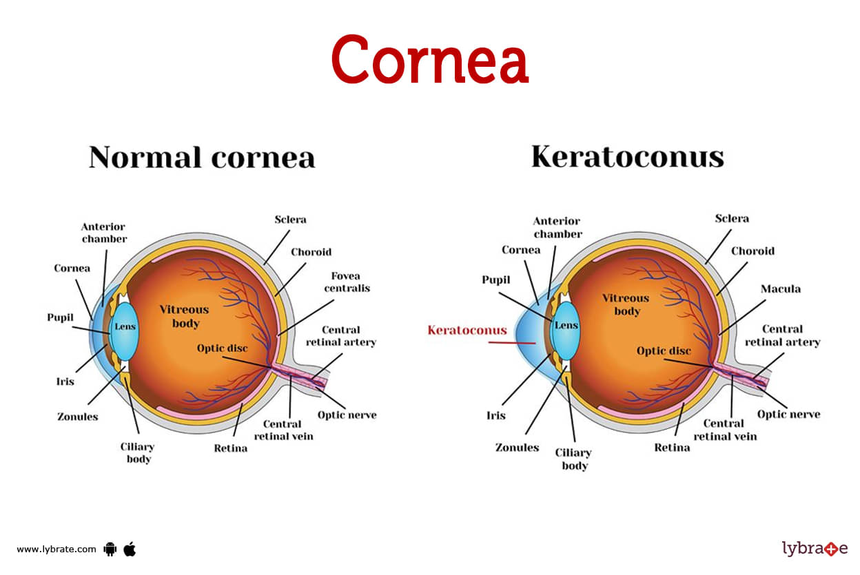 Cornea Diagram