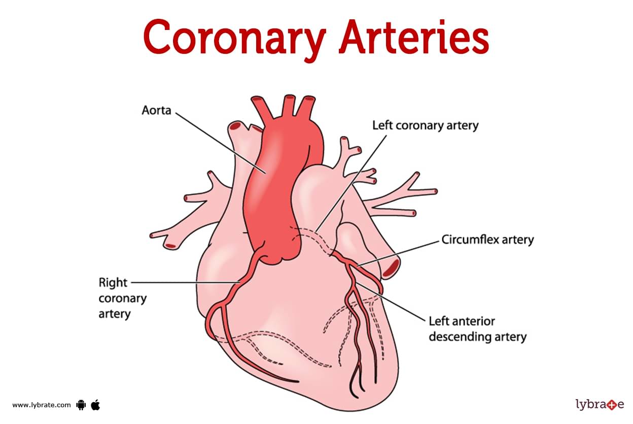 coronary arteries diagram