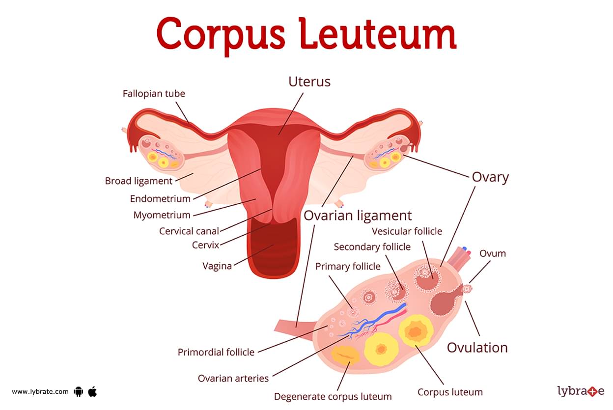 What is the corpus luteum?