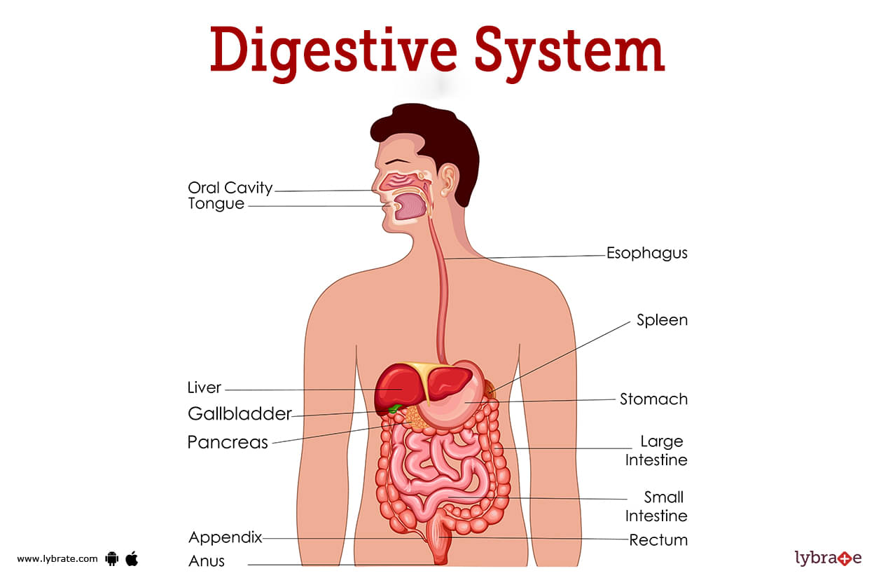 Digestive System (Human Anatomy): Picture, Functions, Diseases, and  Treatments