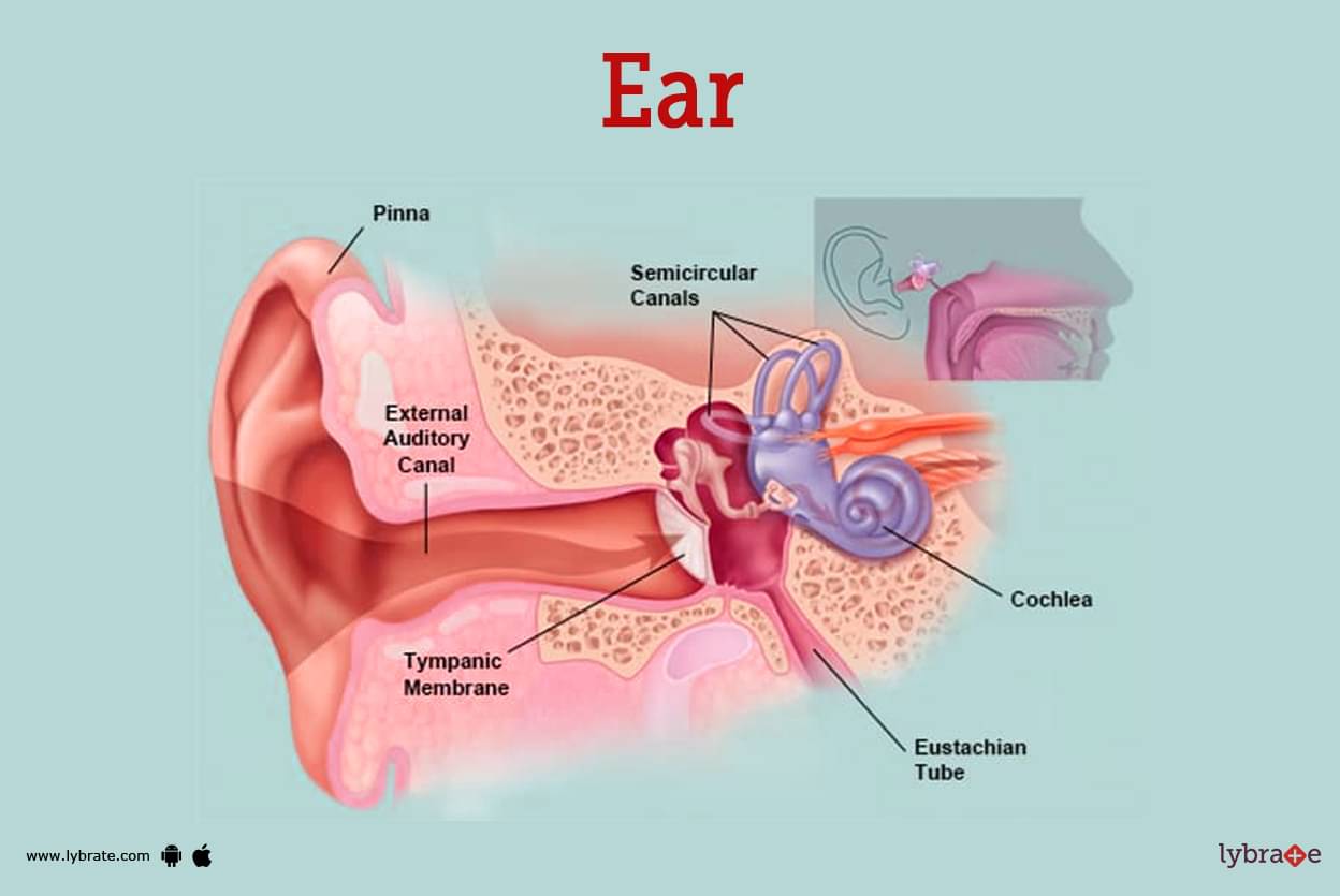 posterior ear anatomy diagram