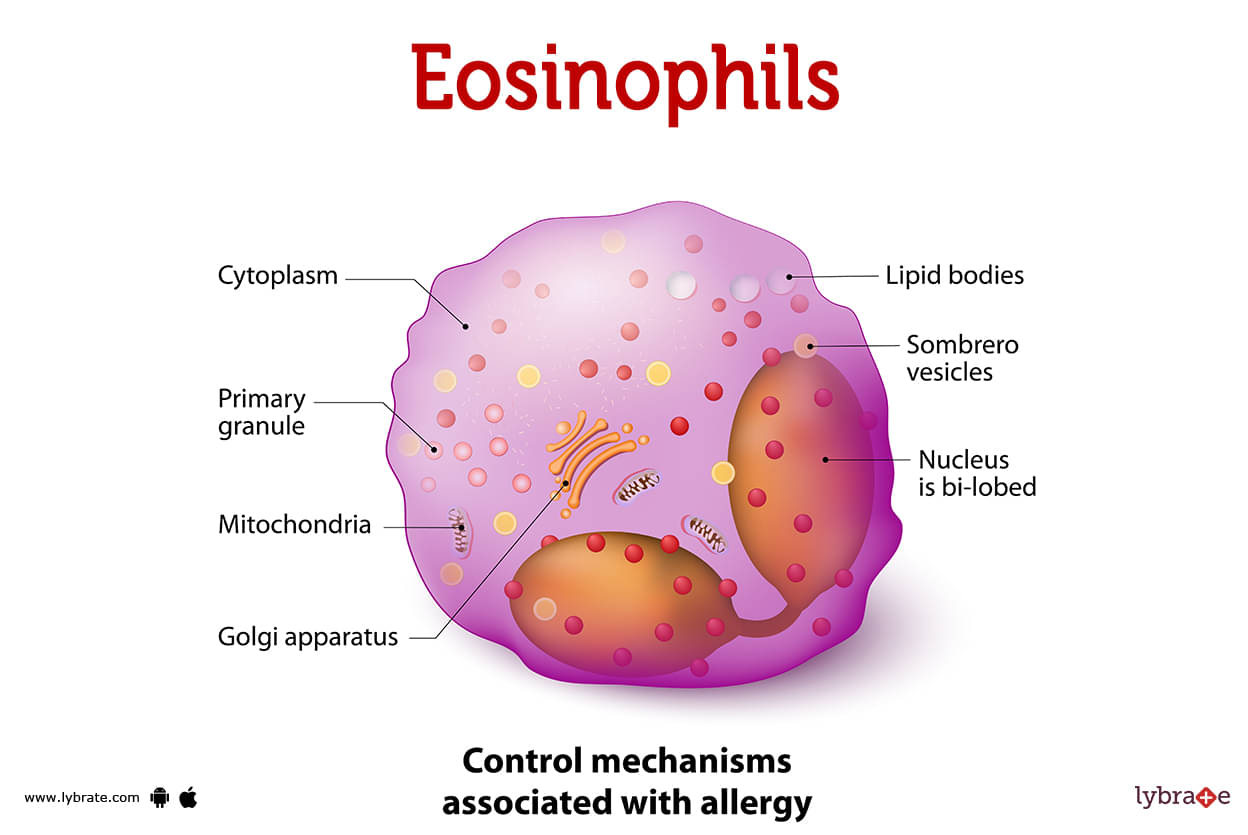 eosinophils drawing